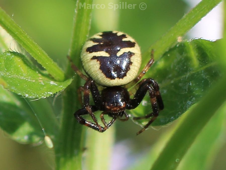 Synema globosum - Milano (MI)